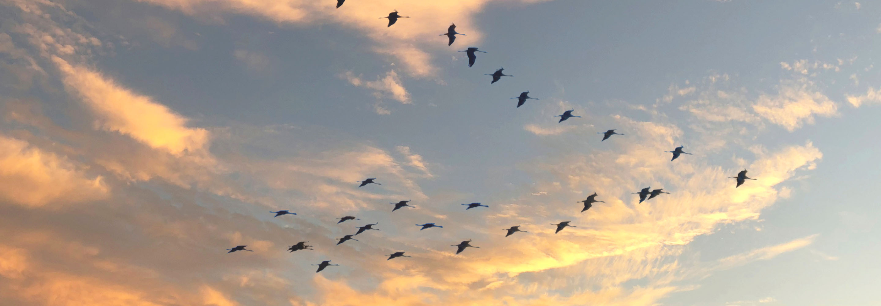 Birds flying on the sky underneath clouds