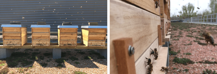 Four honey hives on the table with bees around